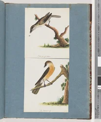 Pagina 133. Onbekende Vogel. 134. Onbekende Vogel