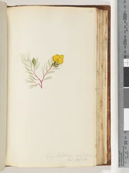Pagina 134. Gompholobium grandiflorum / Exot. Bot. t. 5
