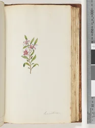 Pagina 135. Eriostemon