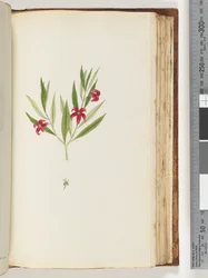 Pagina 136. Onbekende plant