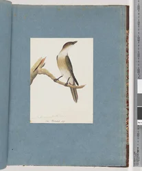 Pagina 137. Onbekende vogel, mogelijk de Harmonic Thrush