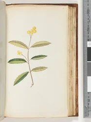 Pagina 140. Onbekende bloem, oktober 1794