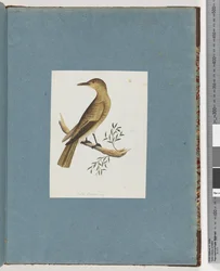 Pagina 144. Onbekende Vogel