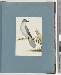 Ongeïdentificeerde vogel