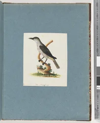 Pagina 146. Onbekende vogel. Honingeter