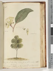 Pagina 149. Natuurlijke grootte, een soort van de rode gomboom, gewoonlijk in N.S.W. Mohogony genoemd