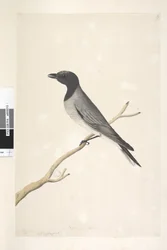 Pagina 14. Ceblephyris. boven titel in andere hand Augustus. Natuurlijke grootte Kleine Koekoek, Klauwier? Coracina robusta, 1791-92