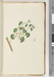 Pagina 14. Onbekende plant
