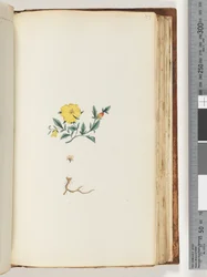 Pagina 153. Onbekende plant