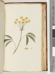 Pagina 158. Onbekende plant