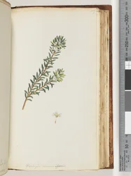 Pagina 159. Westringea rosmariniformis