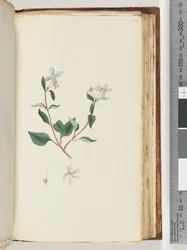 Pagina 160. Onbekende plant