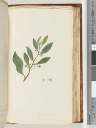 Pagina 161. Myoporum