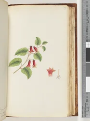 Pagina 169. Naamloze bloeiende plant