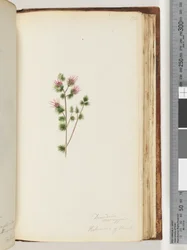 Pagina 170. Decandria monogynia. Kalmoides van Banks