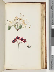 Pagina 172. Volkameria scandens / De Cumberland Boom