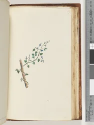 Pagina 179. Onbekende plant