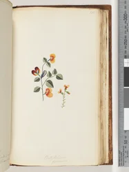 Pagina 180. Platylobium formosum / Handsome Flat-pea