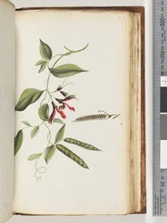 Pagina 182. Onbekende plant