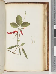 Pagina 183. Onbekende planten