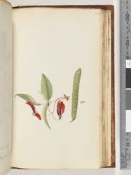 Pagina 184. Klimplanten of Houtwijnstokken