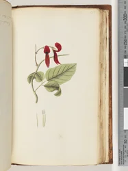 Pagina 185. Onbekende plant