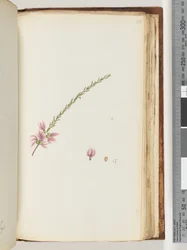 Pagina 188. Onbekende plant