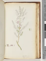 Pagina 190. Melaleuca thymifolia / Tijmhoning, mirte