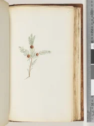 Pagina 191. Ongeïdentificeerde plant