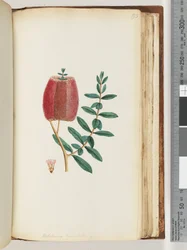 Pagina 193. Melaleuca hypecifolia / Rode Honingmirte