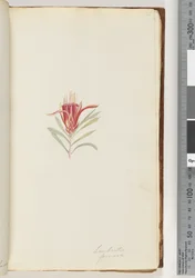Pagina 21. Lambertia formosa / Mountain Devil