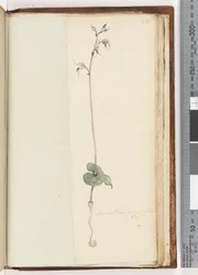 Pagina 221. Acianthus fornicatus Br Pixie Caps
