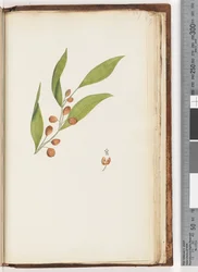 Pagina 227. Ongeïdentificeerde plant