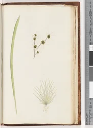 Pagina 234a. 1/4 Ongeïdentificeerde plant