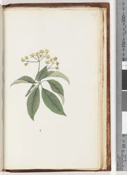 Pagina 237. Onbekende plant