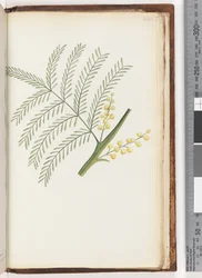 Pagina 244. Ongeïdentificeerde plant