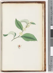 Pagina 250. Naamloze boom