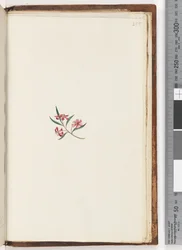 Pagina 255. Onbekende plant