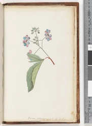 Pagina 256a. Naamloze plant