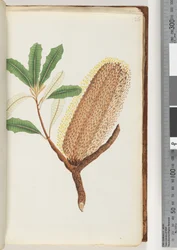 Pagina 26. Naamloze bloeiende plant