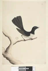Pagina 28. Natuurlijke grootte, Juli Willie Wagtail Rhipidura leucophrys, 1791-92
