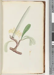 Pagina 29. Kust Banksia