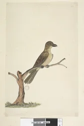Pagina 30. ...? Norfolk Island Merel? Aplonis fuscus, vrouwtje, 1791-92