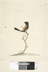 Pagina 33. Natuurlijke grootte Roodrug Winterkoning Malurus melanocephalus, man, 1791-92