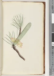 Pagina 33. Plant, Banksia spinulosa