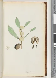 Pagina 37. Conchium nervosum