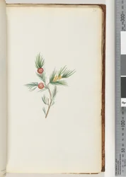 Pagina 38. Onbekende plant