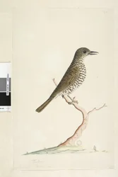 Pagina 3. Turdus. onder titel in andere hand Augustus natuurlijke grootte. Grondlijster Zoothera lunulata, 1791-92