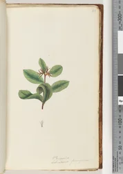 Pagina 40. Persoonia / Schraderia ferruginea