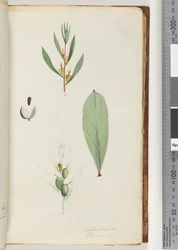 Pagina 42. Schraderia / Persoonia